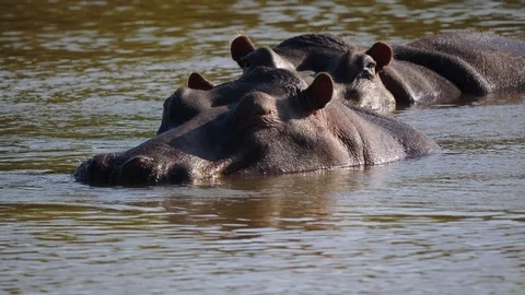 Hippos in River Stock Footage 88568008