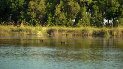 Hippos in River Okavango Delta Botswana Stock Footage 135254817