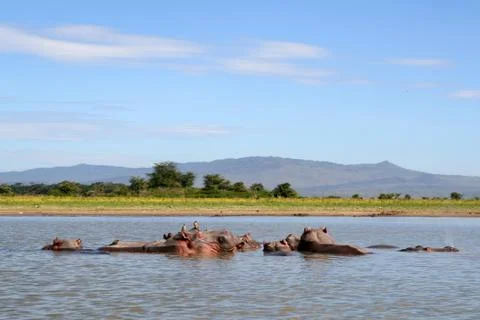 Hippos in a river Stock Photos