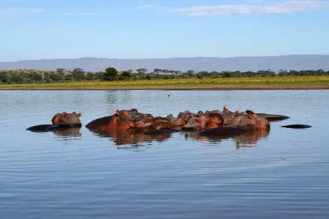 Hippos in a river Stock Photos