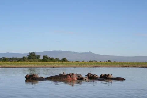 Hippos in a river Stock Photos