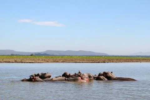 Hippos in a river Stock Photos