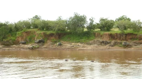 Hippos in river side shot Video stock 55305629