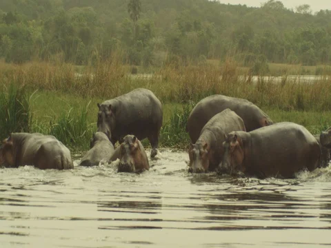 Hippos Run in Water 動画素材 77423363