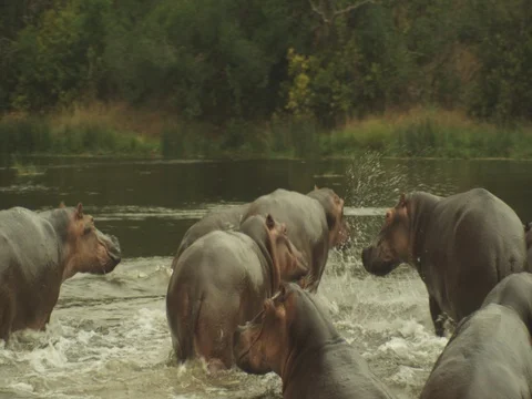 Hippos Run in Water 動画素材 77423390