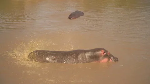 Hippos in Slow Motion in Mara River, Maasai Mara, Kenya Stock Footage 40956109