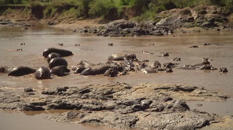 Hippos in Slow Motion in Mara River, Maasai Mara, Kenya Stock Footage 40956133