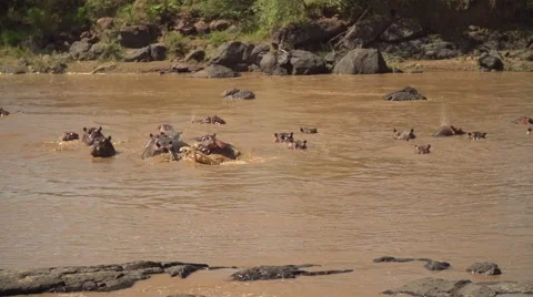 Hippos in Slow Motion in Mara River, Maasai Mara, Kenya Stock Footage 40956157