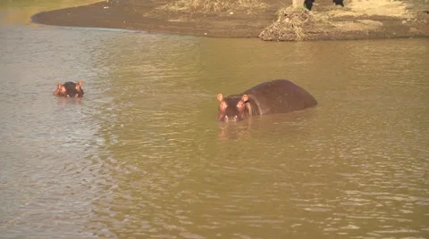 Hippos in Slow Motion in Mara River, Maasai Mara, Kenya Stock Footage 40956240