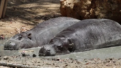 Hippos sunbathing Stock Footage 75639905