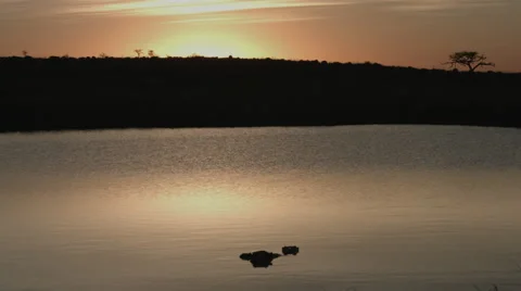 Hippos at sunrise Stock Footage 66539573