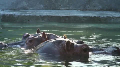 Hippos at sunset Stock-Footage 10537030
