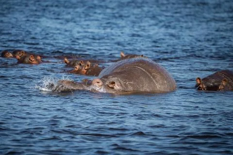 Hippos surface in Chobe River, Botswana, with splash and exhale action Stock Photos