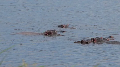 Hippos Surfacing and Submerging in Lake | 4K African Wildlife Behavior Stock Footage 312201754