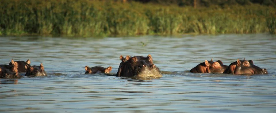 Hippos surfacing Stock Photos