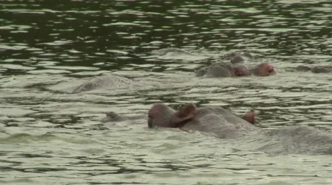 Hippos Swimming Stock Footage 687523