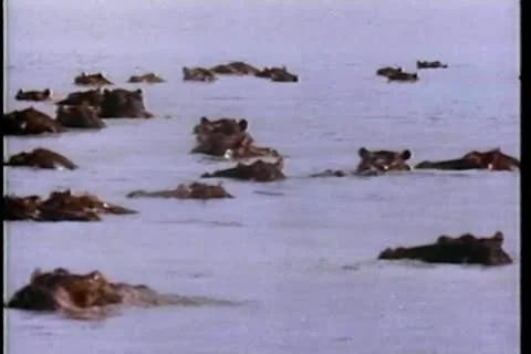 Hippos swimming  in river Stock Footage 11352700