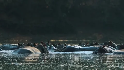 Hippos Swimming in River Stock Footage 321837744