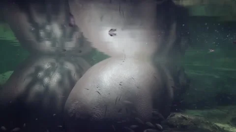 Hippos thrumming through crystal waters at sunset in a serene river landscape Stock Footage 282241309