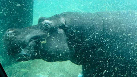 Hippos Underwater Macro Close-Up Slow Motion Cinematic 4K B-Roll Footage Stock Footage 235031677