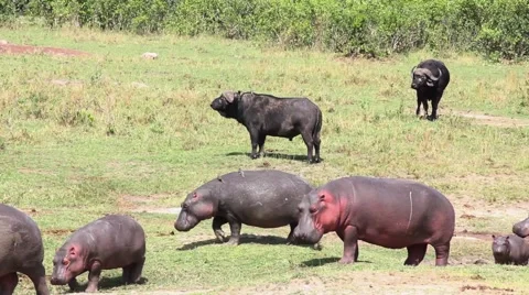 Hippos walking in front of water buffalos Stock Footage 63351983