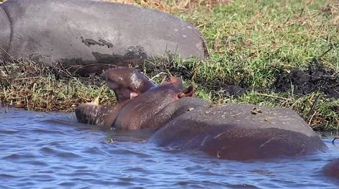 Hippos wallow and feed in the grass along Chobe River, Botswana, Africa. Stock Footage 44086233