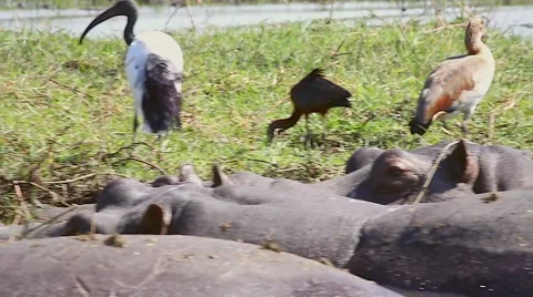 Hippos wallow and feed in the grass along Chobe River, Botswana, Africa. Stock Footage 44089228