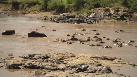 Hippos Wallowing in Mara River, Maasai Mara, Kenya Stock Footage 40956083