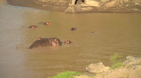 Hippos Wallowing in Mara River, Maasai Mara, Kenya Stock Footage 40956089