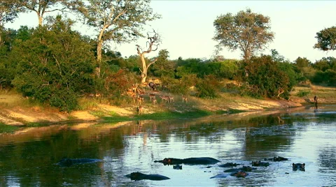 Hippos wallowing in water while a herd of impala gathers on the riverbank Stock Footage 44820352