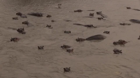 Hippos in water 01 스톡 동영상 83098253