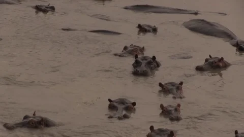 Hippos in water 02 Stock Footage 83098274