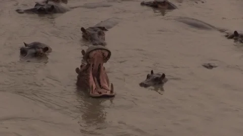 Hippos in water 03 스톡 동영상 83098243