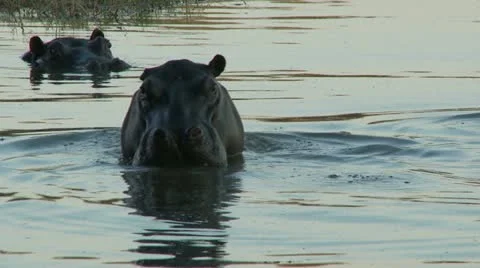 Hippos in water 스톡 동영상 11134550
