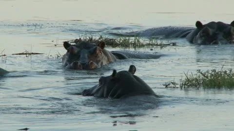 Hippos in the water Видео 11134681