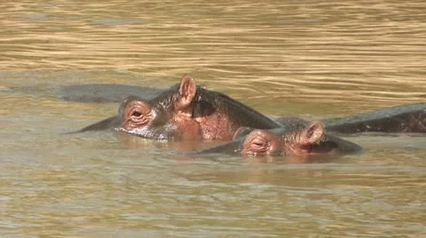 Hippos in water Video stock 22251190