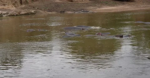 Hippos in water Stock Footage 60386485