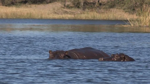 Hippos in water 스톡 동영상 106360135