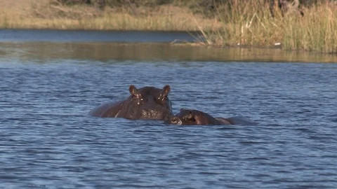 Hippos in water 스톡 동영상 106360257