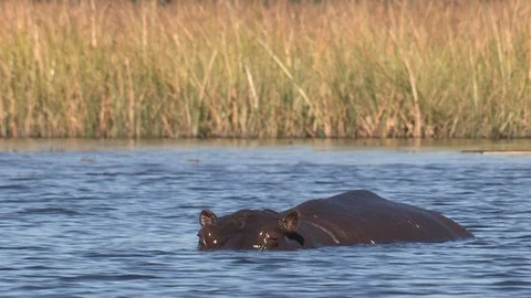 Hippos in water 스톡 동영상 106360943
