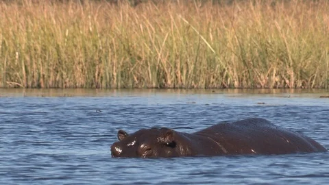 Hippos in water 스톡 동영상 106361780