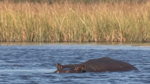 Hippos in water 스톡 동영상 106361993