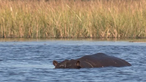 Hippos in water 스톡 동영상 106362316