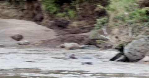 Hippos in the water Stockbeeldmateriaal 124671038
