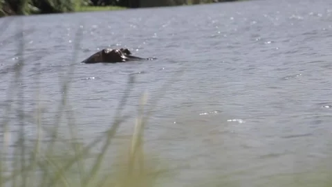Hippos in the water Stock-Footage 134182080