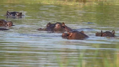 Hippos in Water Video stock 242627846