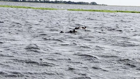 Hippos in the water Stock Footage 334746730