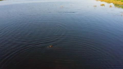 Hippos in Water Okavango Delta Botswana Stock Footage 135257573