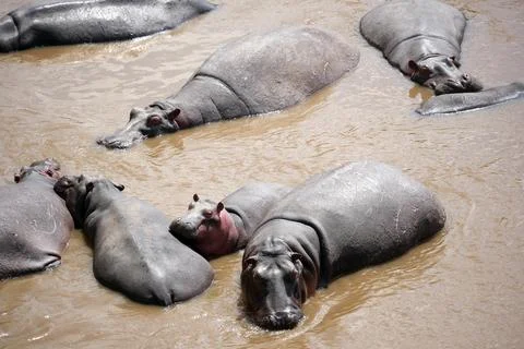 Hippos in Water Stock Photos