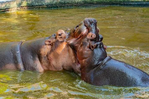 Hippos in the water. Stock Photos